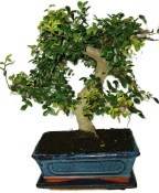Zelkova 450kwe - pokojové bonsaje 