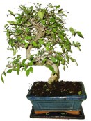 Zelkova 186 - pokojové bonsaje 