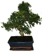 Zelkova 450kwe - pokojové bonsaje 