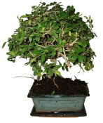 Zelkova 186 - pokojové bonsaje 