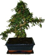 Zelkova 450kwe - pokojové bonsaje 