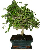 Zelkova 186 - pokojové bonsaje 
