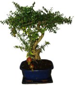 Punica granatum - granátovník 1074