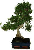 Zelkova 450kwe - pokojové bonsaje 