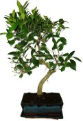 Ficus retusa - fíkovník - bonsai 441kwe