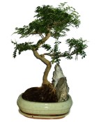 Caragona spinosa - čínský pepř 806 - bonsai