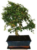 Zelkova 450kwe - pokojové bonsaje 