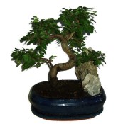 Zelkova 318 - pokojové bonsaje 