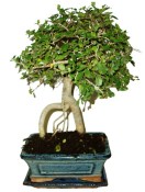 Zelkova 359 - pokojové bonsaje 