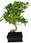 Ficus retusa - fíkovník - bonsai 441kwe