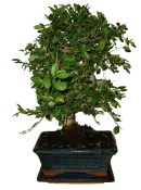 Zelkova 360 - pokojové bonsaje 