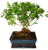 Caragona spinosa - čínský pepř 361 - bonsai