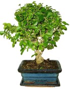 Ligustrum chinensis ptačí zob 361