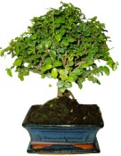 Pokojová bonsai - Sagerethia thea 362