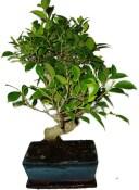 Ficus retusa - fíkovník - bonsai 441kwe