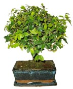 Pokojová bonsai - Sagerethia thea 363