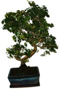 Pokojová bonsai - Sagerethia thea 452kwe