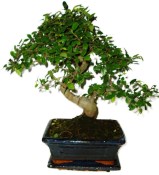 Zelkova 364 - pokojové bonsaje 