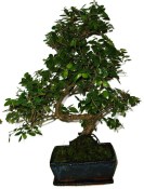 Pokojová bonsai - Sagerethia thea 452kwe