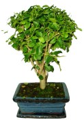 Ligustrum chinensis ptačí zob 365