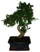 Zelkova 366 - pokojové bonsaje 