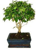 Ligustrum chinensis ptačí zob 366
