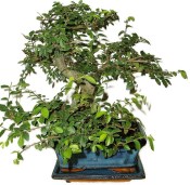 Zelkova 450kwe - pokojové bonsaje 