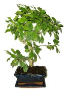 Durantha repens rarita Durancie 367c