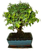 Pokojová bonsai - Sagerethia thea 367