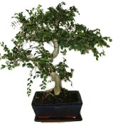 Zelkova 450kwe - pokojové bonsaje 