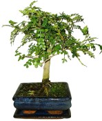 Caragona spinosa - čínský pepř 368 - bonsai