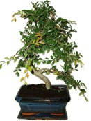 Zelkova 450kwe - pokojové bonsaje 