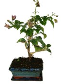 Bouganvillea 369 - pokojové bonsaje