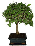 Zelkova 369 - pokojové bonsaje 