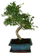 Zelkova 450kwe - pokojové bonsaje 