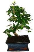 Pokojová bonsaj Carmona microphylla - čaj fuki 370