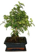 Caragona spinosa - čínský pepř 370 - bonsai