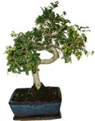 Zelkova 450kwe - pokojové bonsaje 