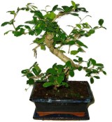 Pokojová bonsaj Carmona microphylla - čaj fuki 371