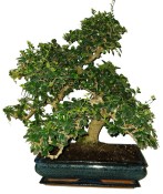Caragona spinosa - čínský pepř 371 - bonsai