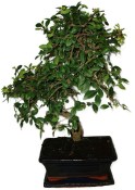 Zelkova 450kwe - pokojové bonsaje 