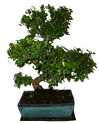 Pokojová bonsai - Sagerethia thea 367