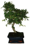 Zelkova 450kwe - pokojové bonsaje 