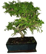 Zelkova 373 - pokojové bonsaje 