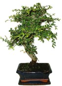 Zelkova 450kwe - pokojové bonsaje 