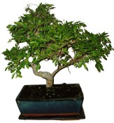 Zelkova 374 - pokojové bonsaje 