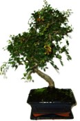 Zelkova 450kwe - pokojové bonsaje 
