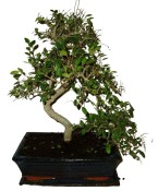 Zelkova 374 - pokojové bonsaje 