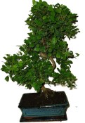 Pokojová bonsai - Sagerethia thea 452kwe