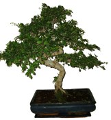 Zelkova 374 - pokojové bonsaje 